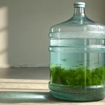 Galon air berlumut karena paparan sinar matahari. Ilustrasi lumut tumbuh di dalam galon air. Galon air dengan lumut hijau di bagian bawah. Perbandingan air bersih dan air berlumut dalam galon. Galon air transparan sebagian berlumut.